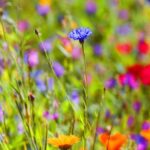 Blommor i midsommarkransen