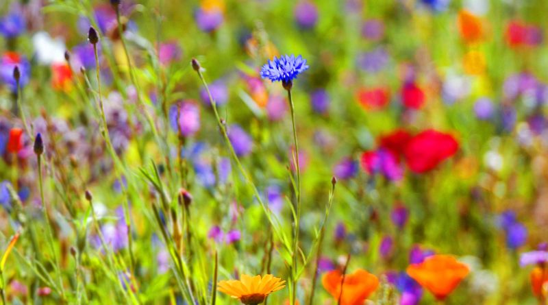Blommor i midsommarkransen