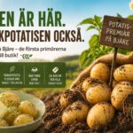 Bannerbild med färskpotatis i jord och kokt färskpotatis med smör – vårpremiär för årets första potatis på Bjärehalvön.